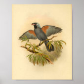 Blue Grey Campephaga Cuckoo Bird  Print (Voorkant)
