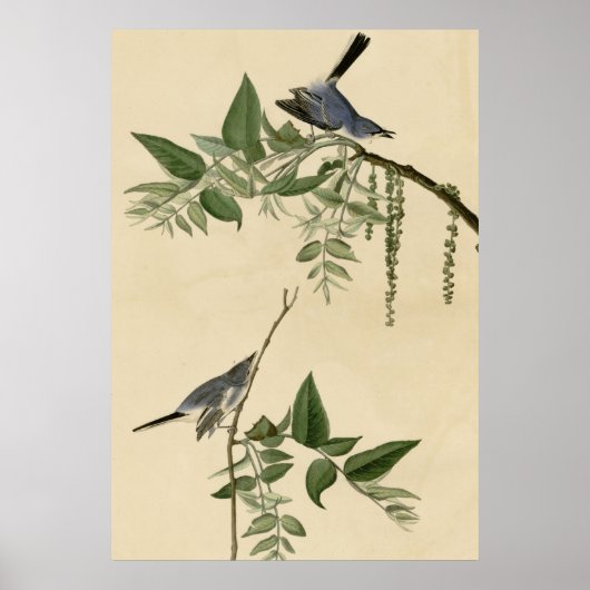 Blue Grey Flycatcher Poster (Voorkant)