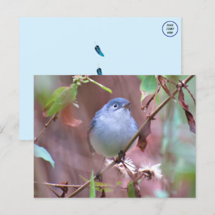 Blue-Grey Gnatcatcher Backyard Bird Briefkaart