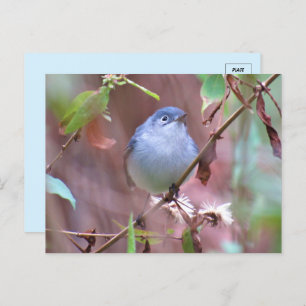 Blue-Grey Gnatcatcher Backyard Bird Briefkaart