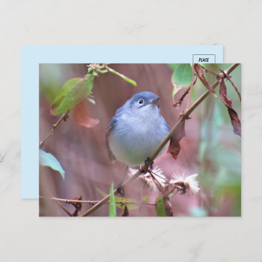 Blue-Grey Gnatcatcher Backyard Bird Briefkaart (Voorkant / Achterkant)