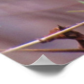 Blue-Grey Gnatcatcher Backyard Bird Poster (Hoek)