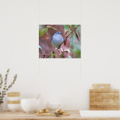 Blue-Grey Gnatcatcher Backyard Bird Poster (Keuken)