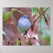 Blue-Grey Gnatcatcher Backyard Bird Poster (Voorkant)