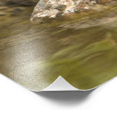 Blue Grosbeak drink in achtertuin vijver, Foto Afdruk (Hoek)