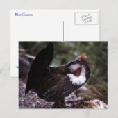 Blue Grouse Wildlife Series # 1 Briefkaart (Voorkant / Achterkant)