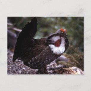 Blue Grouse Wildlife Series # 1 Briefkaart
