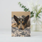 Blue Heeler Briefkaart (Staand voorkant)