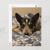 Blue Heeler Briefkaart (Voorkant / Achterkant)