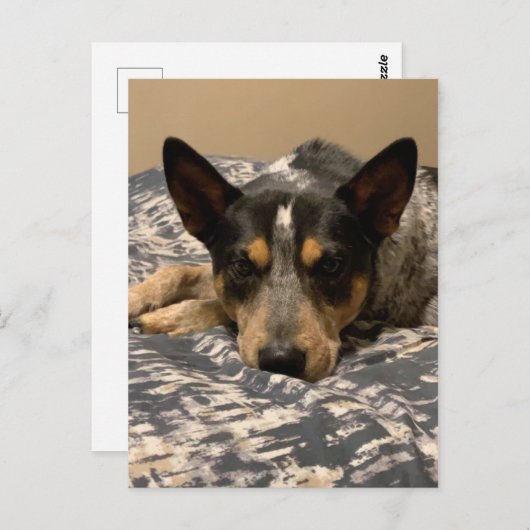 Blue Heeler Briefkaart (Voorkant / Achterkant)
