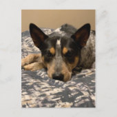 Blue Heeler Briefkaart (Voorkant)