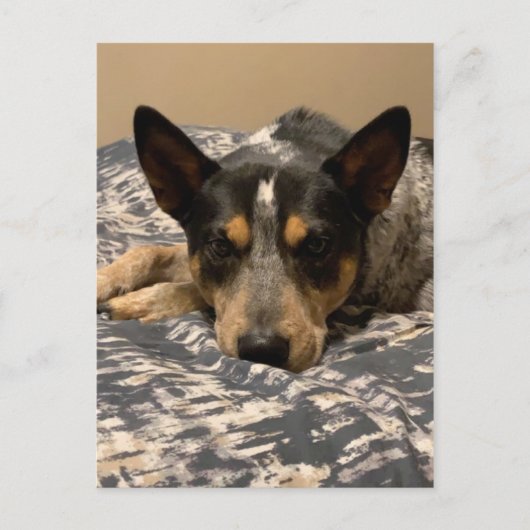 Blue Heeler Briefkaart (Voorkant)