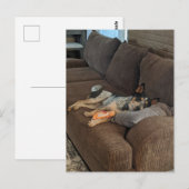 Blue Heeler die op papa wacht om thuis te komen Briefkaart (Voorkant / Achterkant)