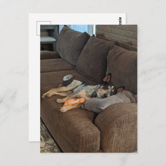 Blue Heeler die op papa wacht om thuis te komen Briefkaart (Voorkant / Achterkant)