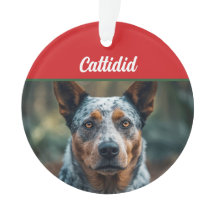 Blue Heeler Hond Vakantie Foto Kerstmis