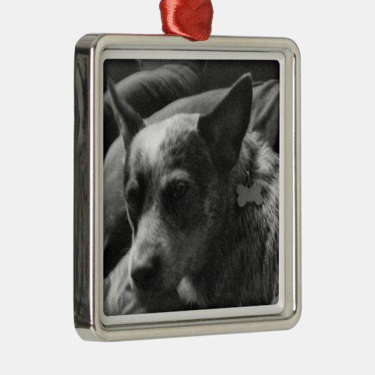 Blue Heeler Metalen Ornament (Rechts)
