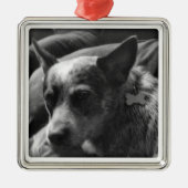 Blue Heeler Metalen Ornament (Voorkant)