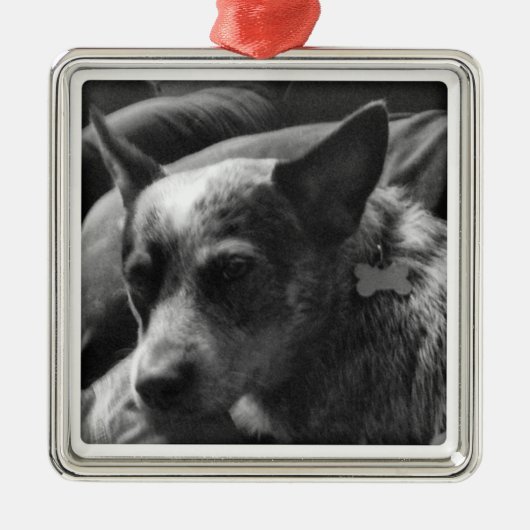 Blue Heeler Metalen Ornament (Voorkant)