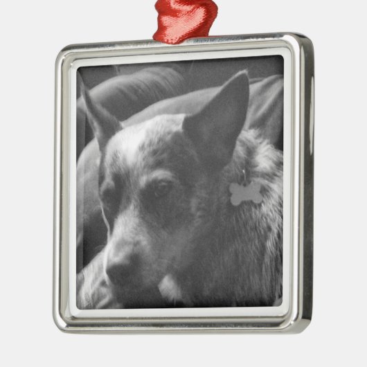 Blue Heeler Metalen Ornament (Links)