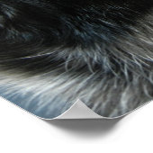 Blue Heeler Poster (Hoek)