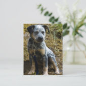 Blue Heeler Puppy Briefkaart (Staand voorkant)