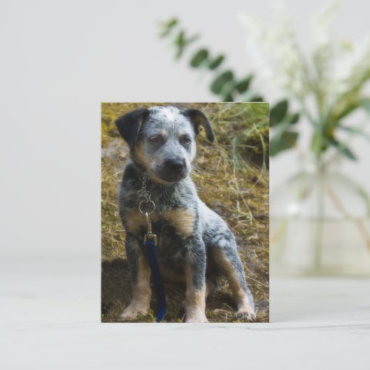 Blue Heeler Puppy Briefkaart (Staand voorkant)