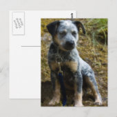 Blue Heeler Puppy Briefkaart (Voorkant / Achterkant)
