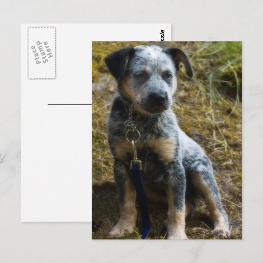Blue Heeler Puppy Briefkaart (Voorkant / Achterkant)