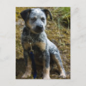 Blue Heeler Puppy Briefkaart (Voorkant)