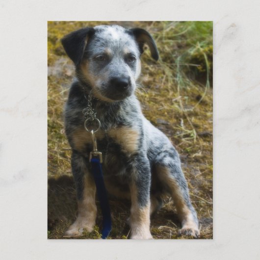 Blue Heeler Puppy Briefkaart (Voorkant)