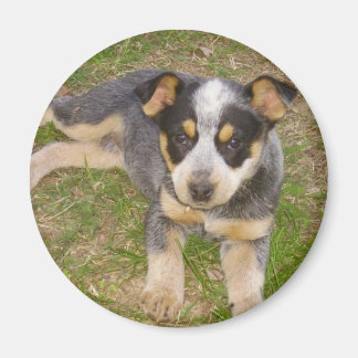 Blue Heeler Puppy Magneet