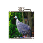 Blue Helmeted Guinee Fowl in de zon Heupfles (Achterkant)