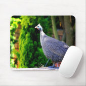 Blue Helmeted Guinee Fowl in de zon Muismat (Met muis)