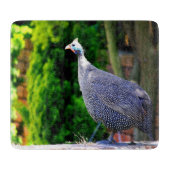 Blue Helmeted Guinee Fowl in de zon Snijplank (Voorkant)