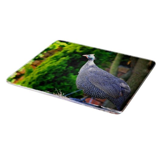 Blue Helmeted Guinee Fowl in de zon Snijplank (Hoek)