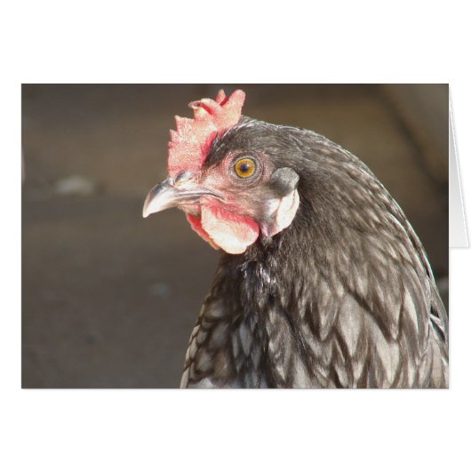 Blue Hen (Voorkant Horizontaal)