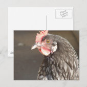 Blue Hen Briefkaart (Voorkant / Achterkant)