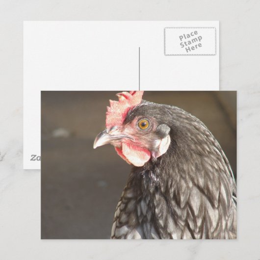 Blue Hen Briefkaart (Voorkant / Achterkant)