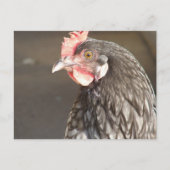 Blue Hen Briefkaart (Voorkant)