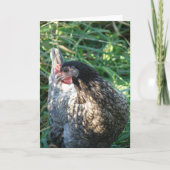 Blue Hen Kaart (Voorkant)