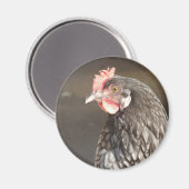 Blue Hen Magneet (Voorkant / Achterkant)