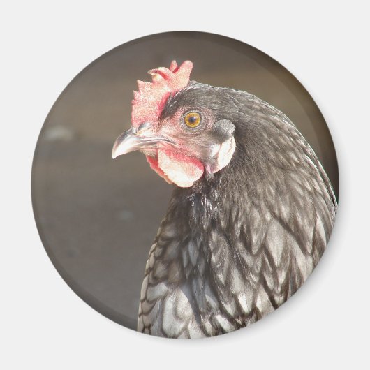 Blue Hen Magneet (Voorkant)