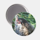 Blue Hen Magneet (Voorkant / Achterkant)