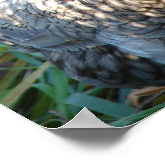 Blue Hen Poster (Hoek)