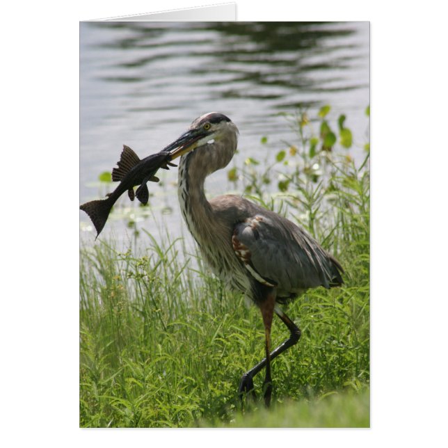 BLUE HERON (Voorkant)
