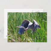 Blue Heron aan de slag Briefkaart (Voorkant / Achterkant)