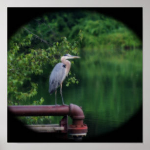 Blue Heron Bird Posing Natuur Orton Effect Poster