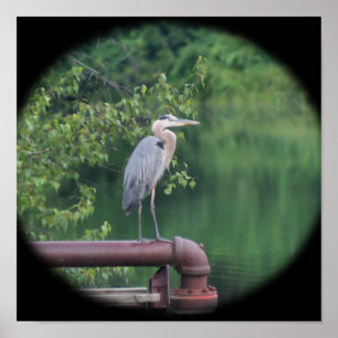 Blue Heron Bird Poster