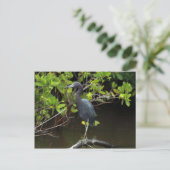 Blue Heron Briefkaart (Staand voorkant)