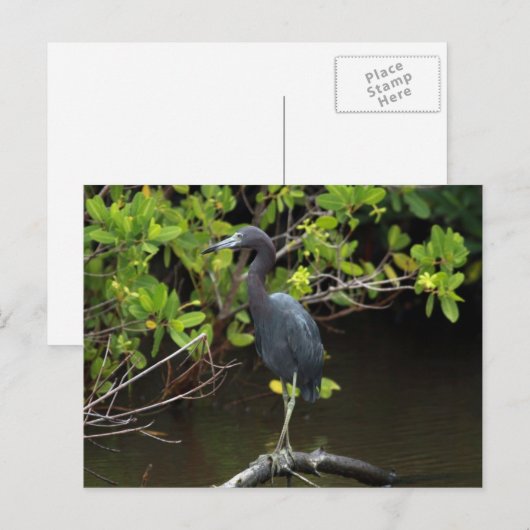 Blue Heron Briefkaart (Voorkant / Achterkant)